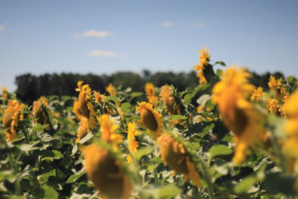 Champ de tournesols